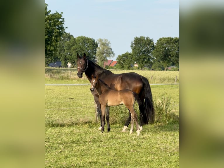 Hannoveraner Hengst  Brauner in Bleckede