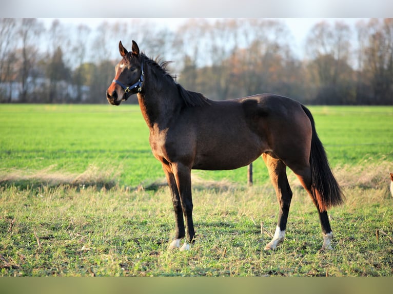 Hannoveraner Hengst  Brauner in Bleckede