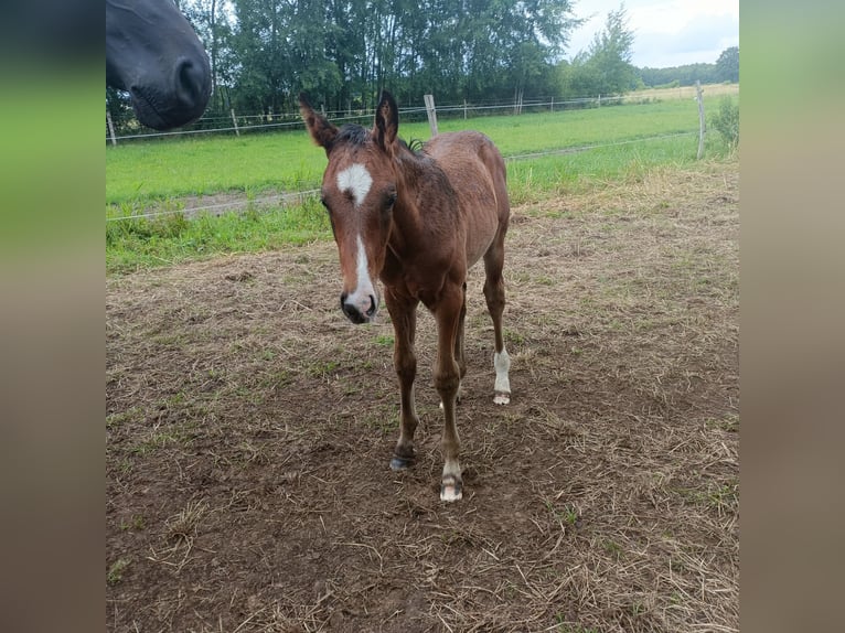 Hannoveraner Hengst  Brauner in Bleckede