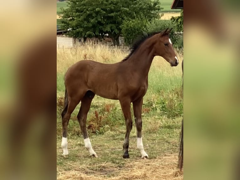 Hannoveraner Hengst  Brauner in Velpke