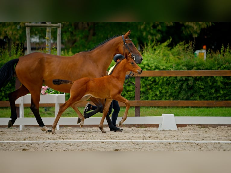 Hannoveraner Hengst  Brauner in Lilienthal