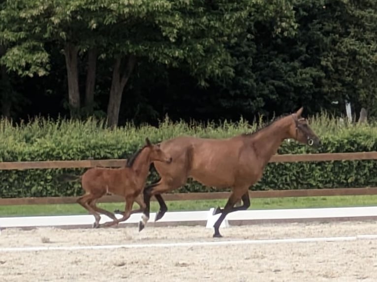 Hannoveraner Hengst  Brauner in Lilienthal