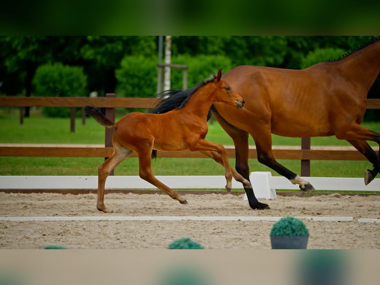 Hannoveraner Hengst  Brauner in Lilienthal
