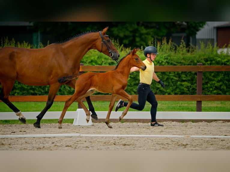 Hannoveraner Hengst  Brauner in Lilienthal