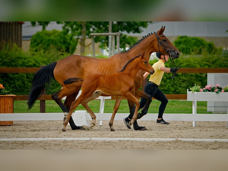 Hannoveraner Hengst  Brauner in Lilienthal