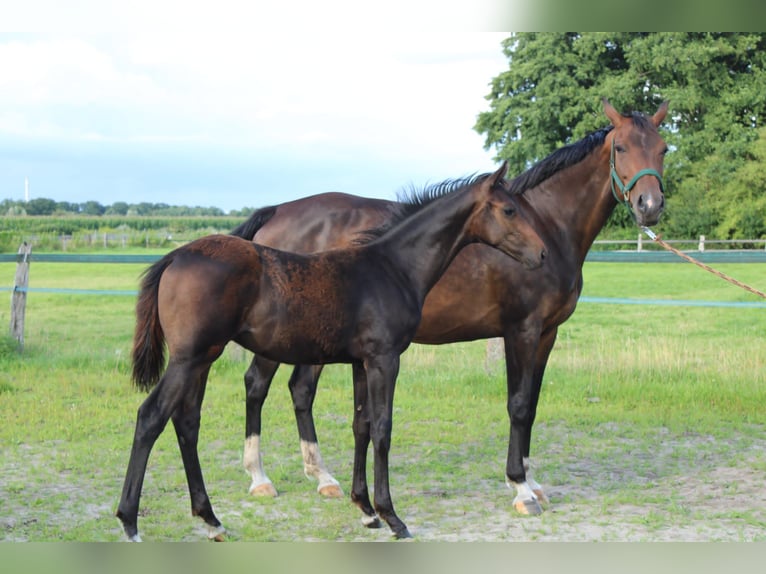 Hannoveraner Hengst Fohlen (04/2025) Brauner in Hatten