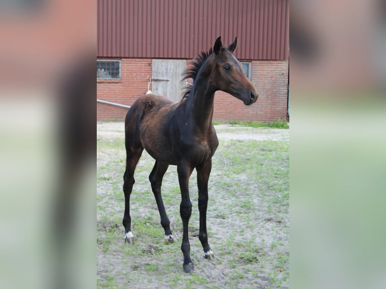 Hannoveraner Hengst Fohlen (04/2025) Brauner in Hatten