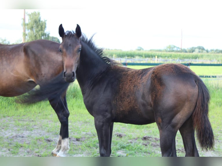 Hannoveraner Hengst Fohlen (04/2025) Brauner in Hatten
