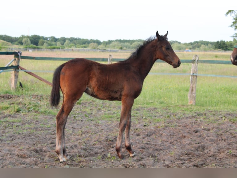 Hannoveraner Hengst  Brauner in Hatten