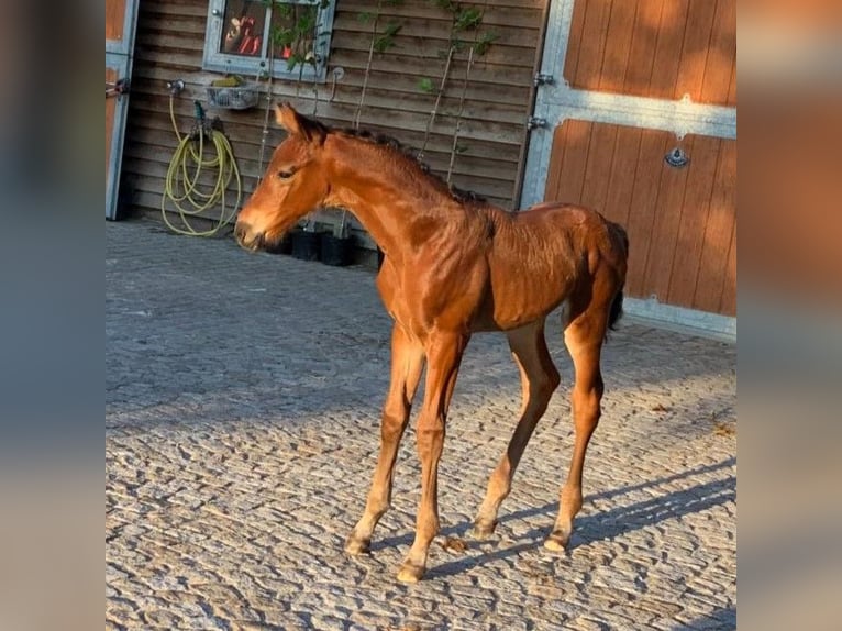 Hannoveraner Hengst Fohlen (05/2024) Brauner in Priestewitz