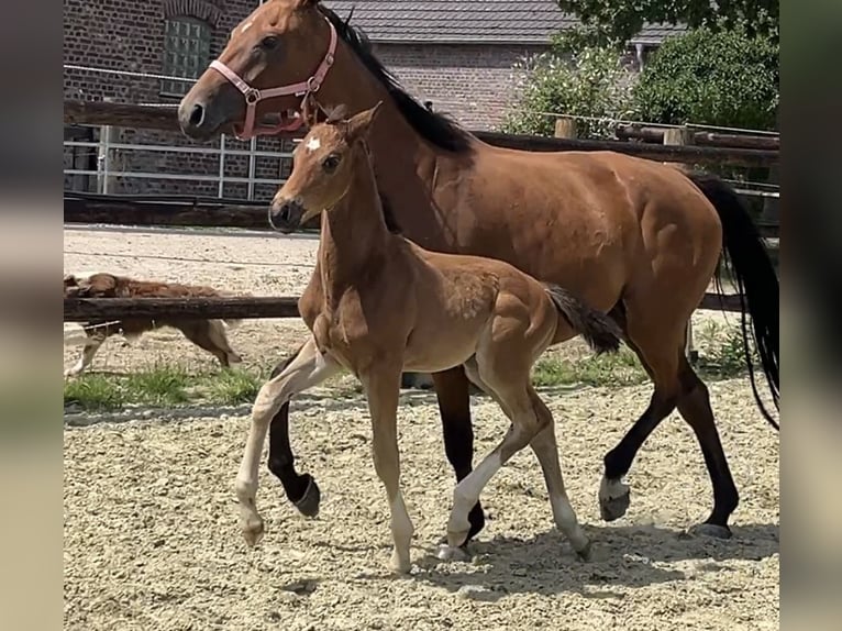 Hannoveraner Hengst Fohlen (06/2025) Brauner in Kevelaer