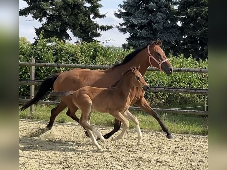 Hannoveraner Hengst Fohlen (06/2025) Brauner in Kevelaer