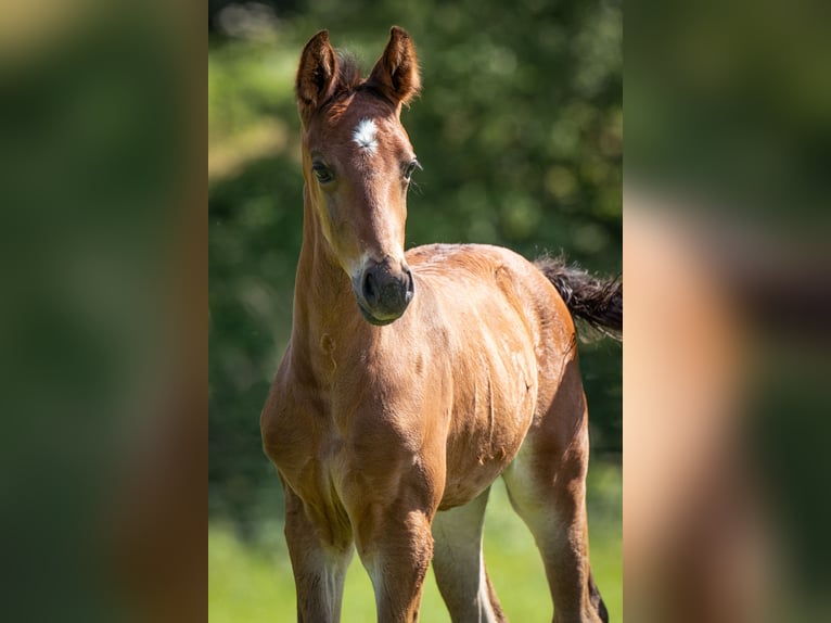 Hannoveraner Hengst  Brauner in Kirchn&#xFC;chelKirchn&#xFC;chel
