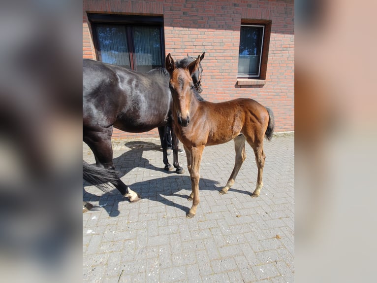 Hannoveraner Hengst  Brauner in Langen