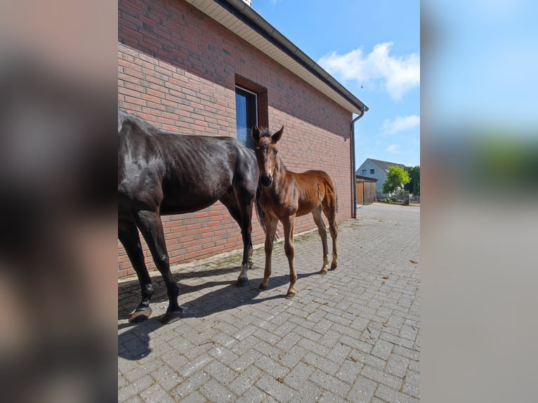 Hannoveraner Hengst  Brauner in Langen