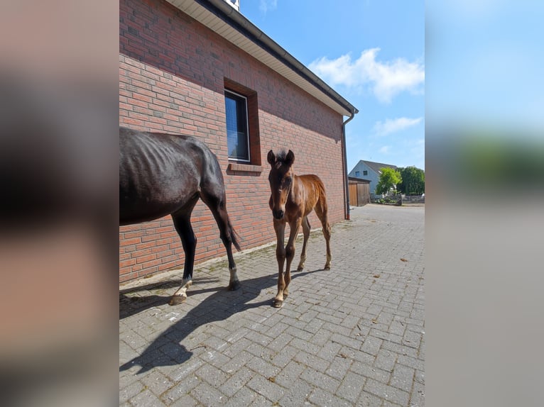Hannoveraner Hengst  Brauner in Langen