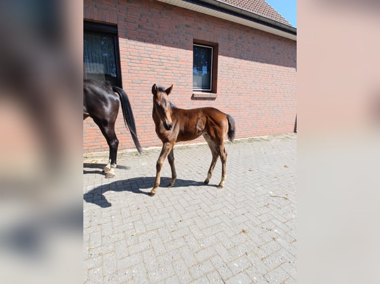 Hannoveraner Hengst  Brauner in Langen
