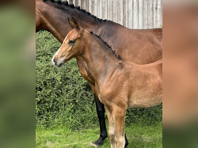 Hannoveraner Hengst  Brauner in Ostercappeln