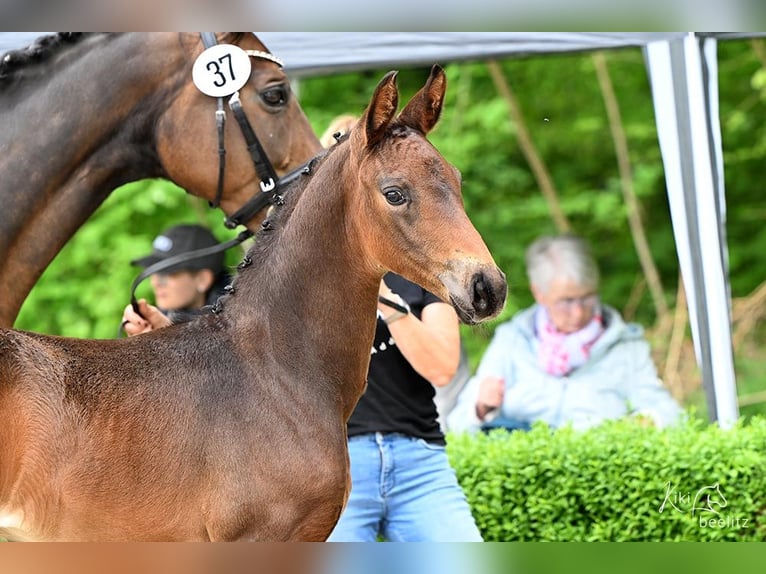 Hannoveraner Hengst  Brauner in Scharbow