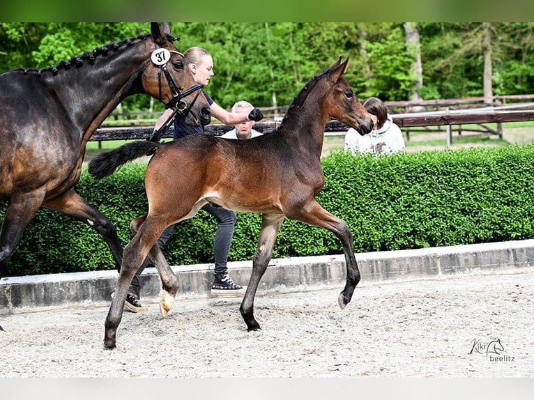Hannoveraner Hengst  Brauner in Scharbow