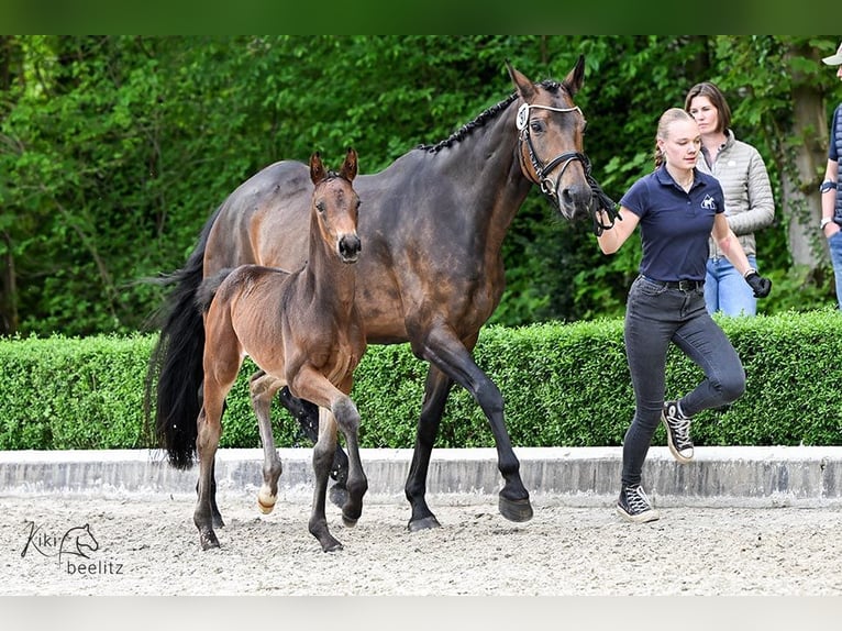 Hannoveraner Hengst  Brauner in Scharbow