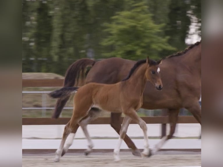 Hannoveraner Hengst  Brauner in Twistringen
