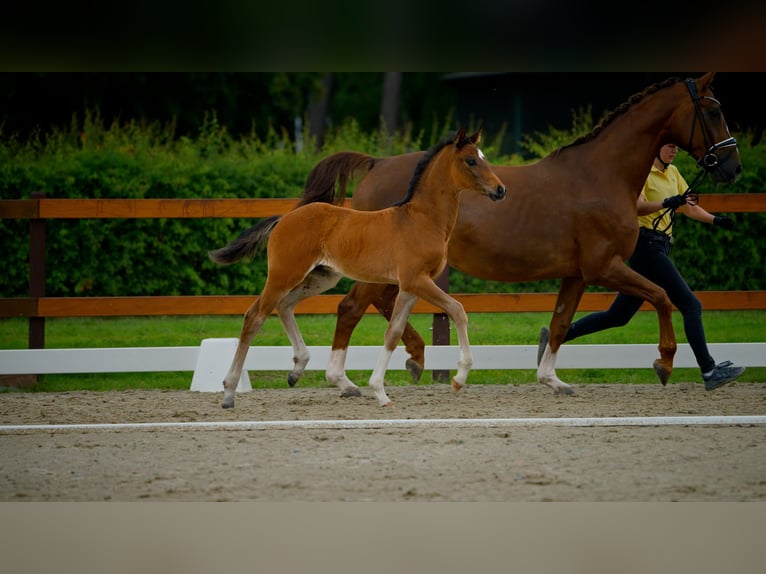 Hannoveraner Hengst  Brauner in Twistringen