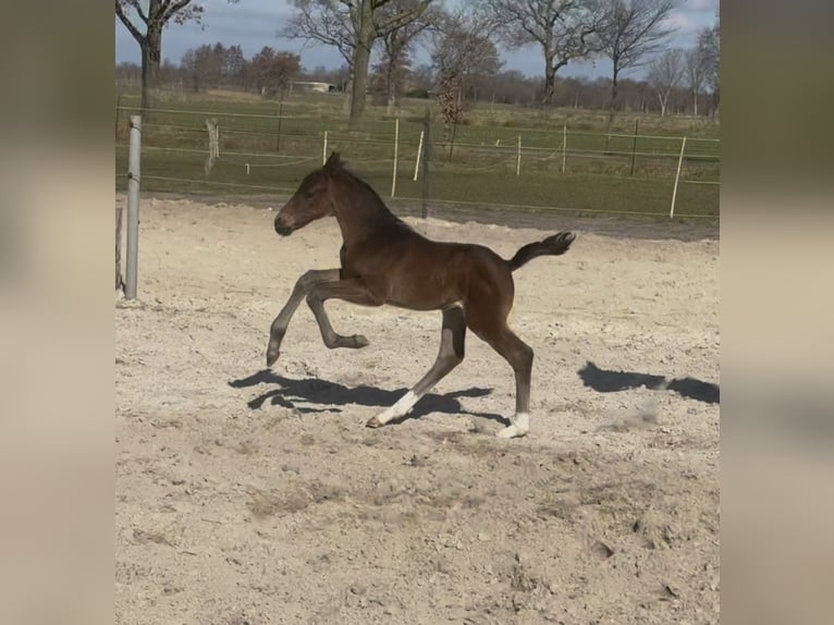Hannoveraner Hengst  Brauner in Ihlow