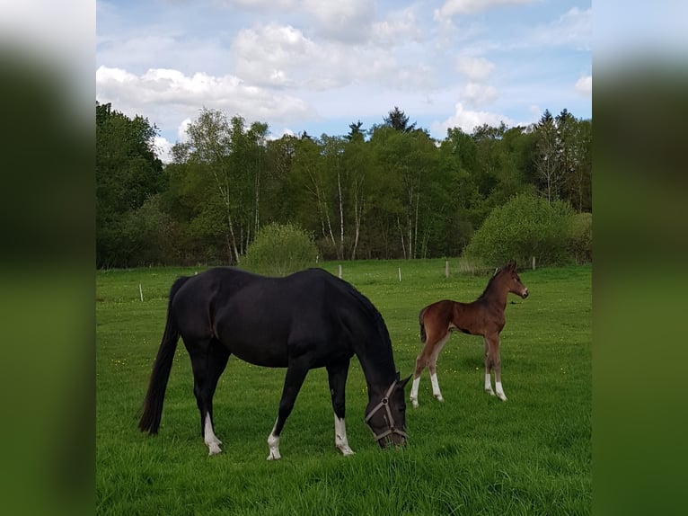 Hannoveraner Hengst  Brauner in Handeloh
