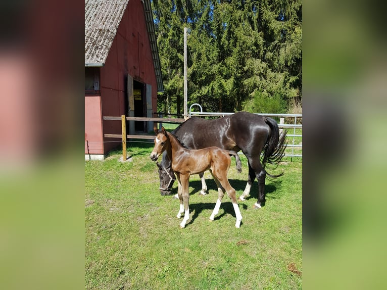 Hannoveraner Hengst  Brauner in Handeloh