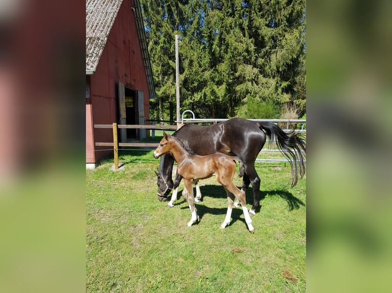 Hannoveraner Hengst  Brauner in Handeloh