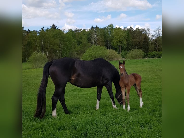 Hannoveraner Hengst  Brauner in Handeloh