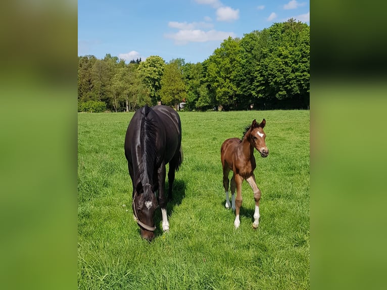 Hannoveraner Hengst  Brauner in Handeloh