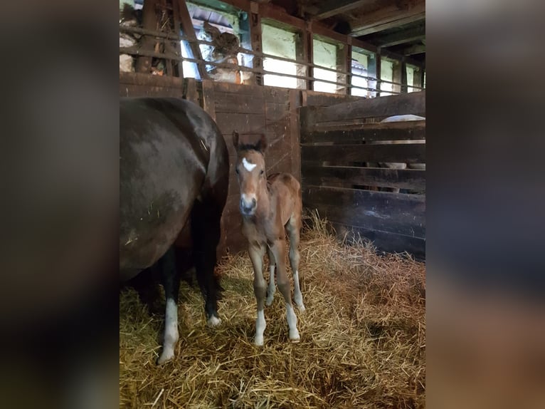 Hannoveraner Hengst  Brauner in Handeloh
