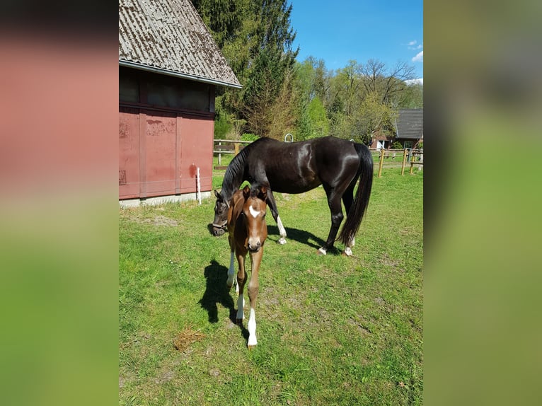 Hannoveraner Hengst  Brauner in Handeloh