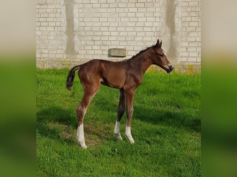Hannoveraner Hengst  Brauner in Handeloh