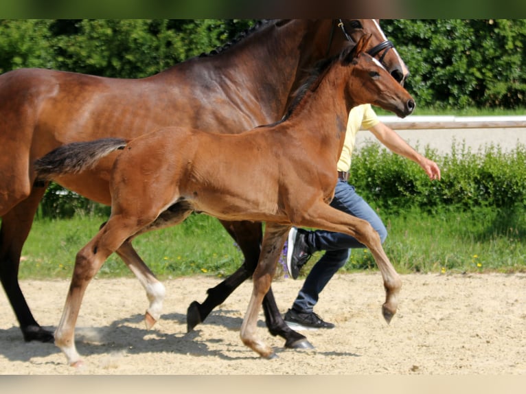 Hannoveraner Hengst  Brauner in Wingst