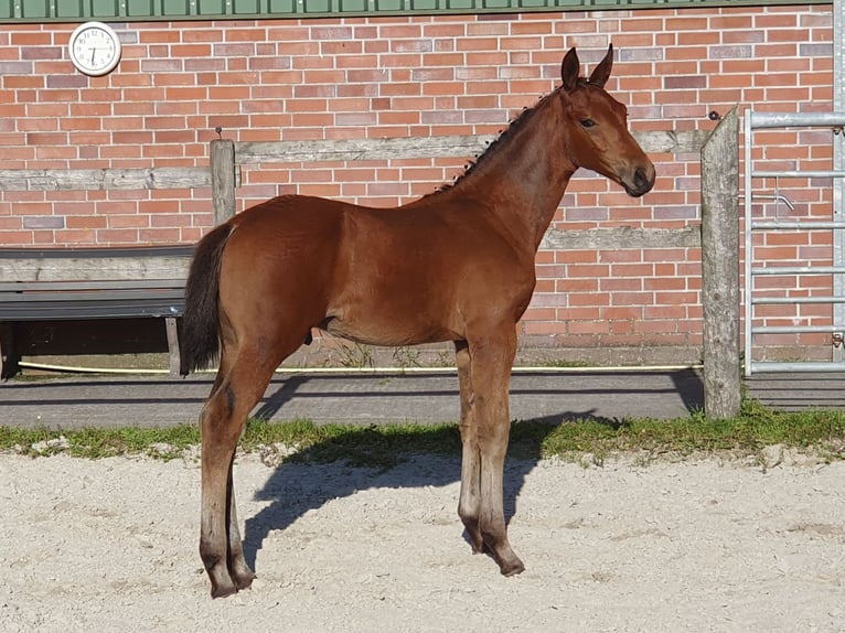 Hannoveraner Hengst Fohlen (06/2025) Brauner in Aurich