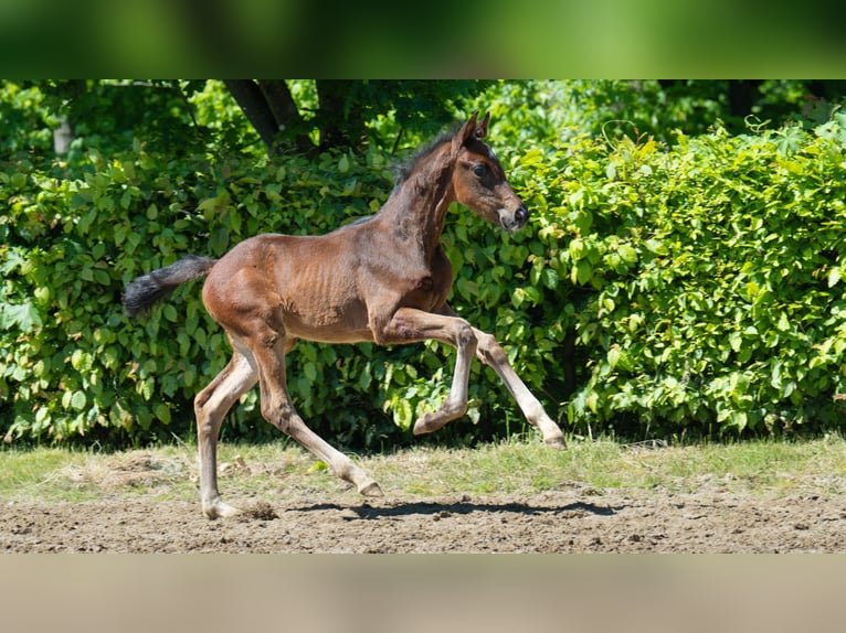 Hannoveraner Hengst  Brauner in Mnchengladbach
