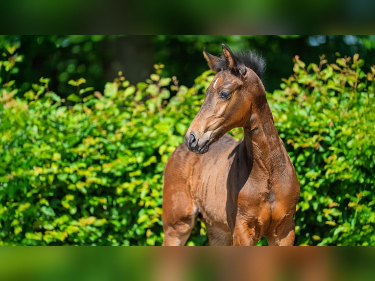 Hannoveraner Hengst  Brauner in Mnchengladbach