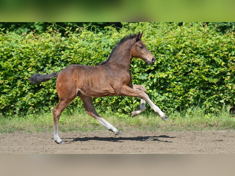 Hannoveraner Hengst  Brauner in Mnchengladbach