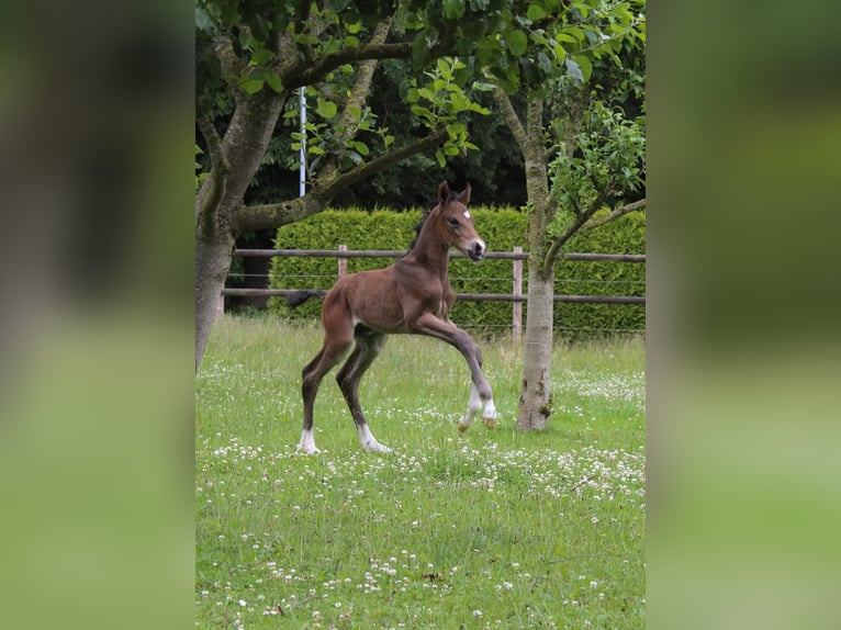 Hannoveraner Hengst  Brauner in Hamersen