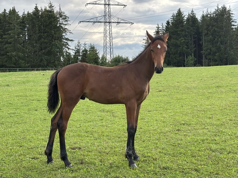 Hannoveraner Hengst Fohlen (03/2025) Brauner in Balingen