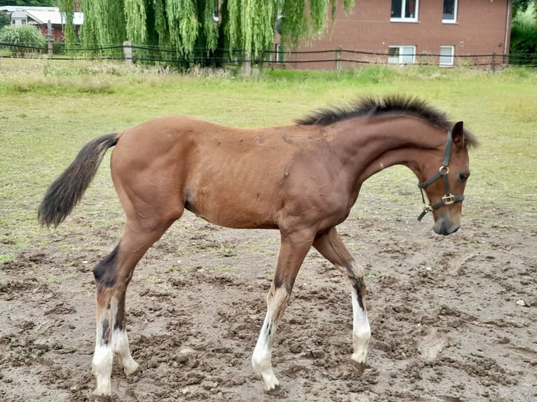 Hannoveraner Hengst  Brauner in B&#xFC;ckeburg