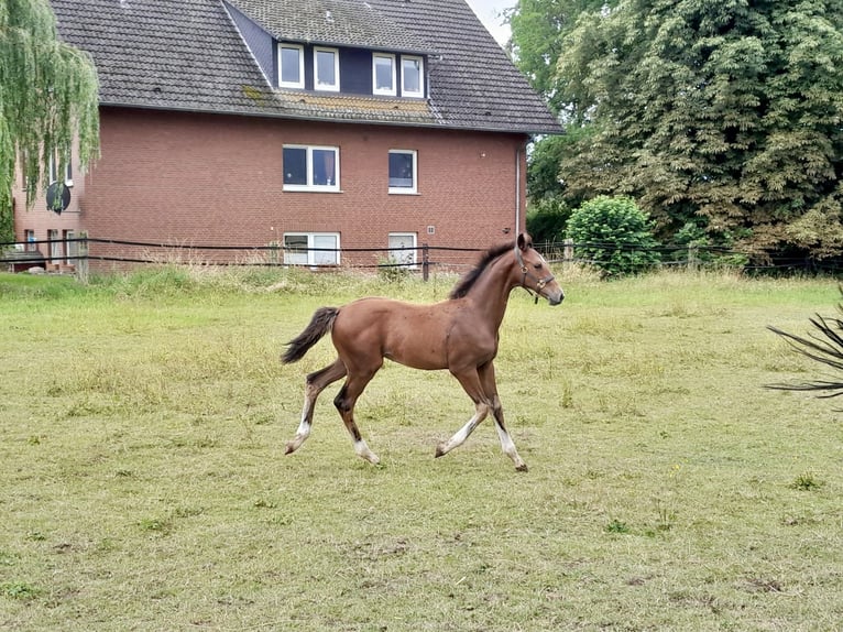 Hannoveraner Hengst  Brauner in B&#xFC;ckeburg