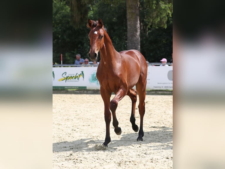 Hannoveraner Hengst Fohlen (03/2026) Brauner in Hamminkeln