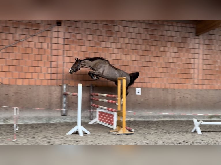 Hannoveraner Hengst  Brauner in Obernkirchen