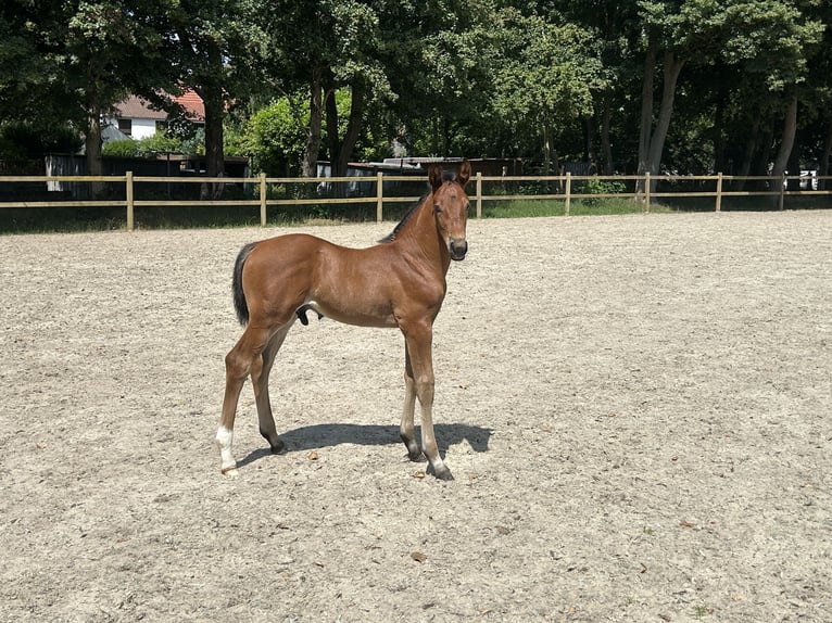 Hannoveraner Hengst Fohlen (05/2026) Brauner in Schwanewede