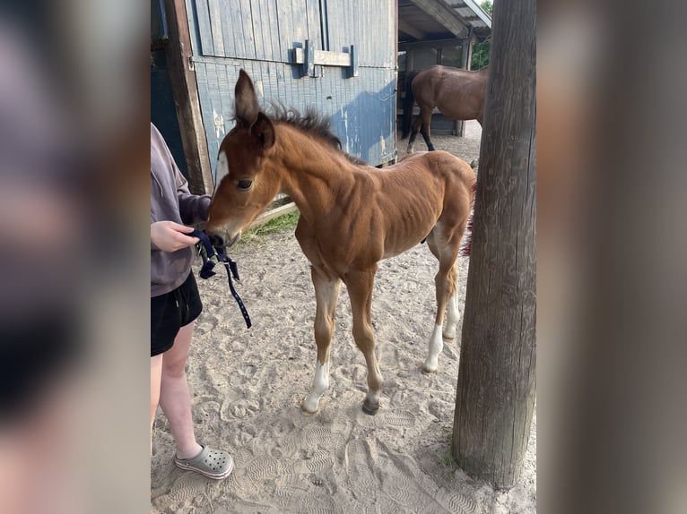 Hannoveraner Hengst  Brauner in Torsby