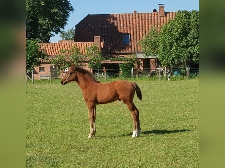 Hannoveraner Hengst Fohlen (03/2026) Brauner in Bleckede